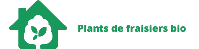 Plants de fraisiers bio